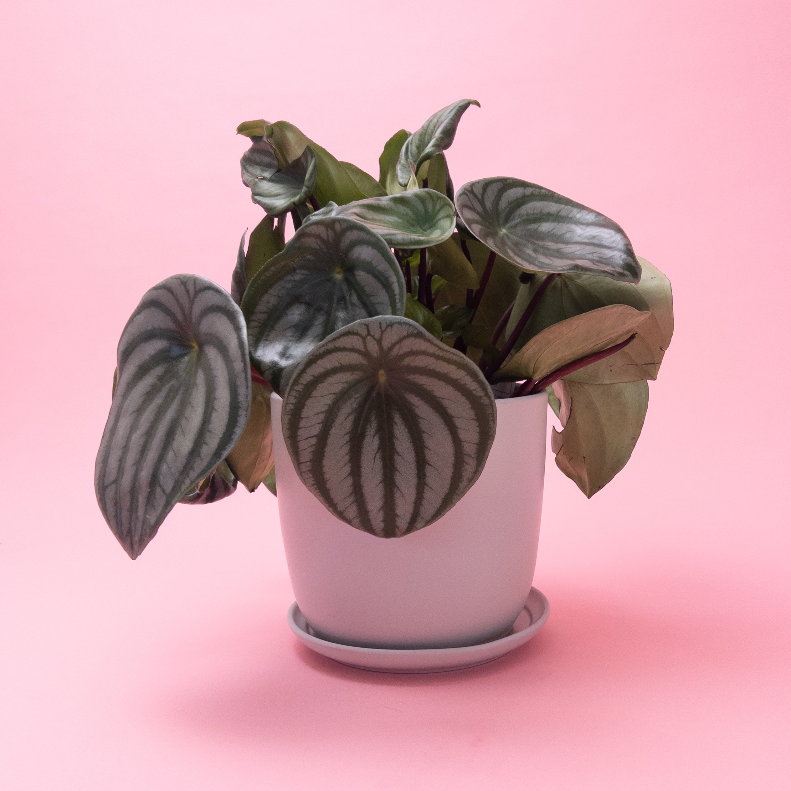 Potted Watermelon Peperomia