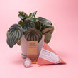 Pamper Gift Pack with Indoor Plant