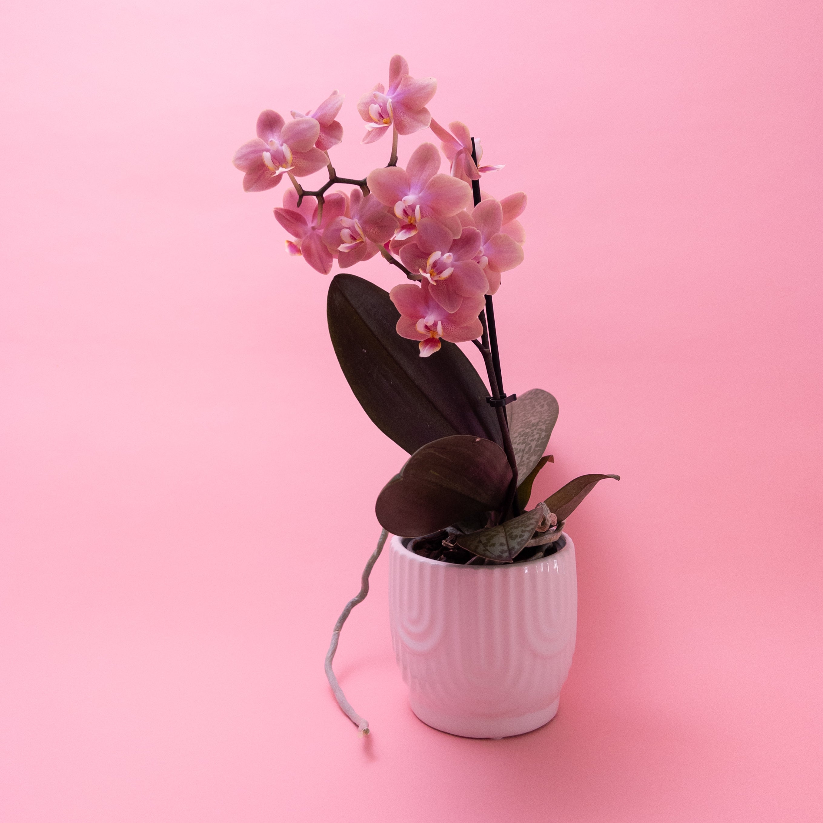 Mini Phalaenopsis Orchid Plants