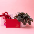 Valentine’s Day Plant Gift Box