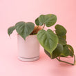 Heartleaf Philodendron Indoor Plant